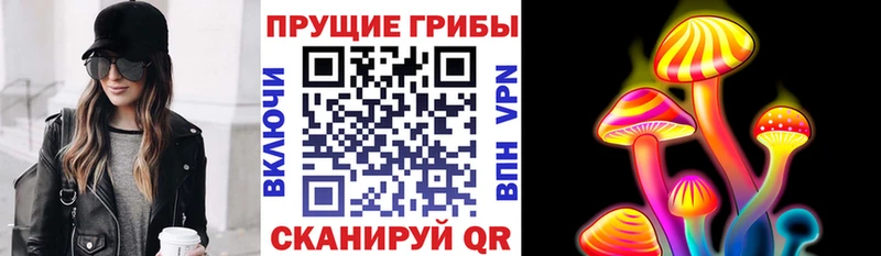 Купить где  Гвардейск  Псилоцибиновые грибы мицелий 